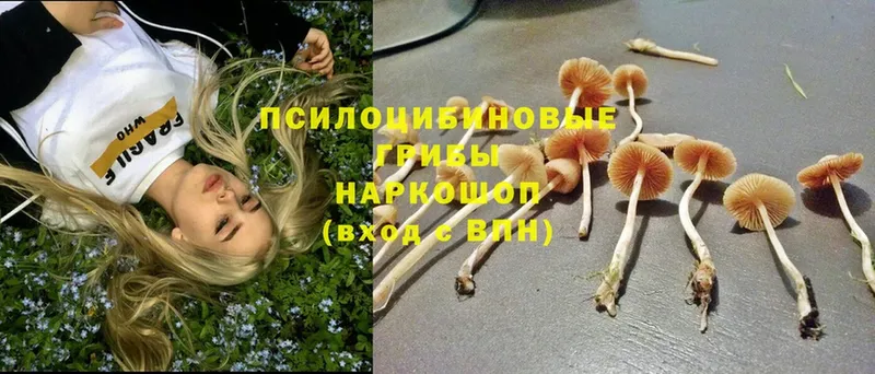 Галлюциногенные грибы Cubensis Каменск-Шахтинский